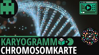 Karyogramm Chromosomenkarte │Biologie Lernvideo Learning Level Up [upl. by Hashum]