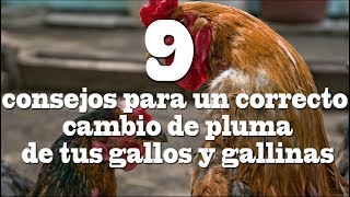 9 consejos para el cambio de pluma de tus gallos y gallinas [upl. by Oiramel]