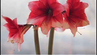 How to Grow Amaryllis  Growing Amaryllis Flowers Indoors [upl. by Green]