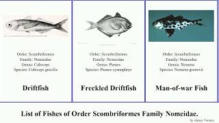 List of Fishes of Order Scombriformes Family Nomeidae maculatus Driftfish Psenes Jams Jammy Cape [upl. by Vierno]