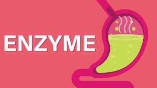 What are Enzymes [upl. by Beall]