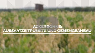 Ackerbohne Aussaatzeitpunkte und Gemengeanbau [upl. by Peonir]