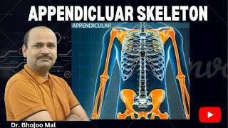 Appendicular skeleton  Class 12 Biology  by Dr Bhojoo Mal [upl. by Kcirdef]