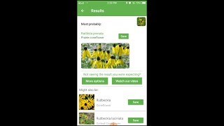 PlantSnap identifies a Prairie coneflower Ratibida pinnata [upl. by Sotnas]