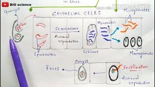 Isosporiasis  Isospora belli life cycle  cystoisosporiasis  Cystospora belli life cycle Symptoms [upl. by Adine]