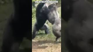 Gorilla Fight quotWheres the Zookeepersquot shorts [upl. by Arahahs529]