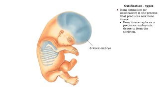 Skeletal System  Bone Formation  Intramembranous Ossification amp Endochondral Ossificationquot [upl. by Harwell979]