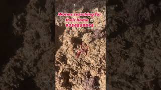 Cowdung should be coled before leaving worms into itindiaorganicfarmingvermicompostagriculture [upl. by Anaujahs]