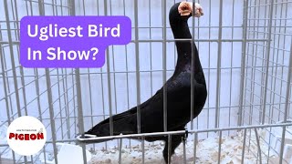 Novice Lessons Navigating Pigeon Auctions as a Beginner [upl. by Nayra507]