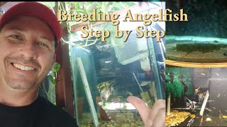 Breeding Angelfish step by step [upl. by Yvan]