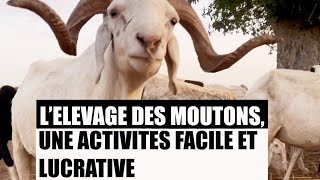 lElevage des Moutonsune Activites Facile et Lucrative [upl. by Ylam]