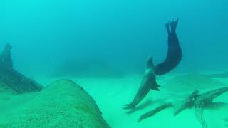 Mobulas and Sea Lions Diving Cabo San Lucas [upl. by Kcyred]