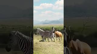 Why do zebras always bully other peoples cubs Close range of wild animals The confusing behavior [upl. by Rett]