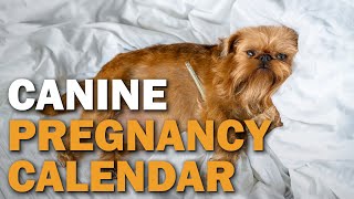 Canine Pregnancy Calendar  CKCs Talkin Dogs List Show [upl. by Leinad]