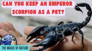 Can You Keep an Emperor Scorpion as a Pet [upl. by Bigner]