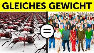 65 schnelle Fakten die dich überall zur spannendsten Person machen [upl. by Ordway129]