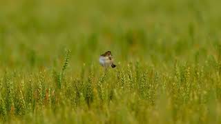 Zitting Cisticola [upl. by Linad]