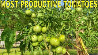 My MOST PRODUCTIVE TOMATO Varieties And 4 Varieties To Avoid [upl. by Koffler]