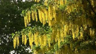 Poison Golden Chain Tree Laburnum Бобовник ядовит 537sp [upl. by Anurag]