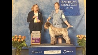 Grooming the Lagotto Puppy [upl. by Rodie]