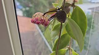 Hoya gracilis in bloom August 2024 [upl. by Grane874]