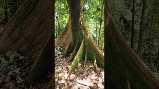 🇲🇾 This tree is strongly attached to the ground dipterocarpaceae [upl. by Lesh979]