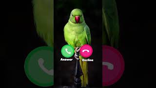 smartphone ringtone music ios iphone foryou youtubeshorts apple cat applemusicringtones [upl. by Dylana]