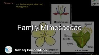 Mimosaceae Biology Lecture  Sabaqpk [upl. by Agripina892]