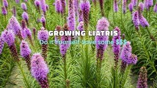 Growing Liatris  How to Grow [upl. by Anitel7]