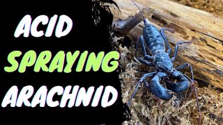 Acid Spraying Arachnid  The Vinegaroon [upl. by Allene264]