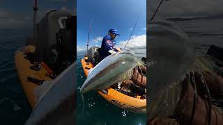 Epic Kayak Fishing Hooking Giant Roosterfish in Costa Rica [upl. by Ger]