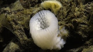 Northeast Pacific Seamounts Dellwood Seamount  Nautilus Live [upl. by Doti974]