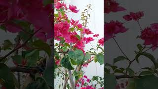 My beautiful Bougainville plant garden gardendesign [upl. by Lorita]