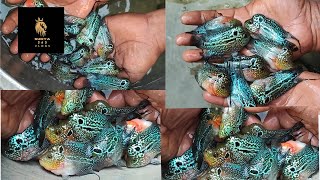 kolkata NO1 flowerhorn fish farm best quality Rs 500 😮😮 viral shortsfeedtrendingflowerhorn [upl. by Iddo]