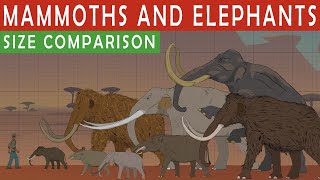 MAMMOTHS AND ELEPHANTS SIZE COMPARiSON  Living and Extinct [upl. by Clywd]