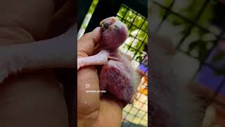 My Scarlet macaws transformation 🐣🫰new bird parrot macawparrot new bgm goldensparrow birds [upl. by Jenica]