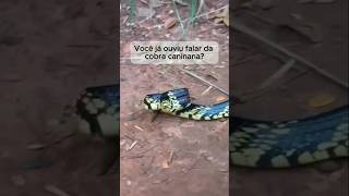 Cobra caninana você já ouviu falar cobra caninana [upl. by Ikuy825]