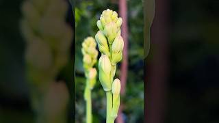 Blooming Beauty A CloseUp of Tuberose Buds [upl. by Sotsirhc487]