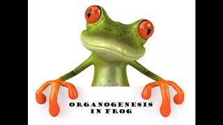 Organogenesis in Frog Notogemesis [upl. by Rutledge]