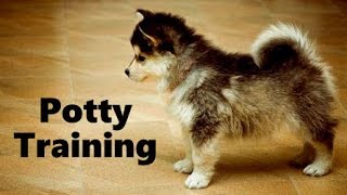 How To Potty Train A Pomsky Puppy  House Training Pomskies  Housebreaking Pomsky Puppies Fast [upl. by Ilhsa]