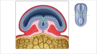 Neurulação em português  Terceira semana do desenvolvimento embrionário [upl. by Inajna]