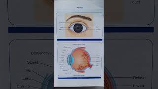 Eye diagram and parts of eye nursing anatomyandphysiology [upl. by Hayidah]