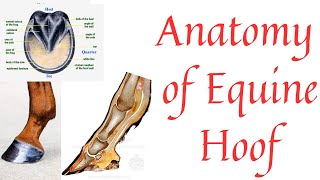 Anatomy of Horse hoof  Equine hoof  Toe Quarter Heel  Sole Frog  Corium Periople Coronary band [upl. by Mayce87]