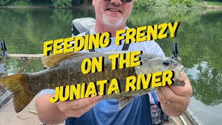 Feeding Frenzy on the Juniata River [upl. by Ardnaeel414]