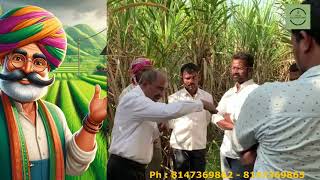 Organic Sugarcane Farming Guide Using Khuba Soil Conditioner [upl. by Gluck]