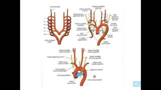 embryologie de lappareil cardio vasculaire partie 7 [upl. by Htebarual294]