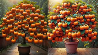 Growing a Persimmon Tree from Start to Sweet Harvest [upl. by Roscoe]