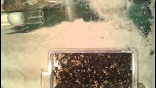 Lasius Niger Boosting with quotForeignquot Eggs [upl. by Aitat829]