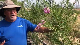 Gila Native Plant Nursery Featured Plant Desert Willow Chilopsis linearis [upl. by Culhert]