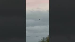 Collared Dove Flies Over Treeline At Dusk birds avian nature [upl. by Anura]